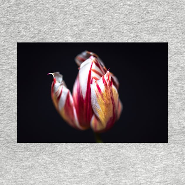 Striped red and yellow tulip by blossomcophoto